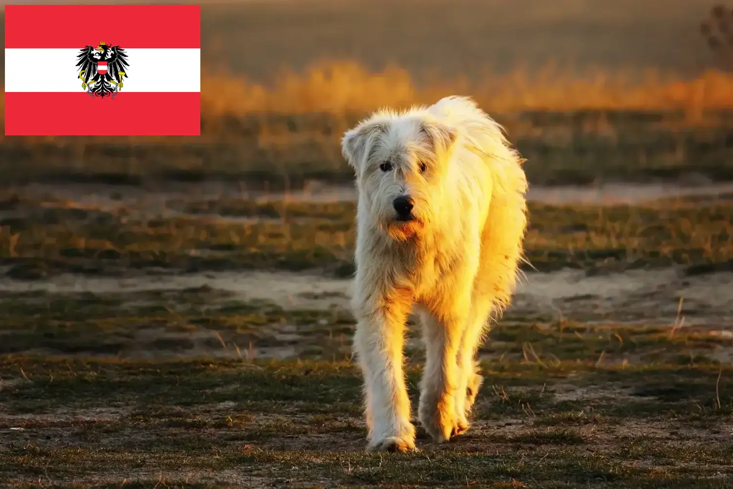 Mioritická štěňata a chovatelé Rakousko Zde najdete chovatele mioritů v Rakousku.
