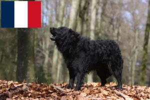 Přečtete si více ze článku Chovatelé mudi a štěňata ve Francii