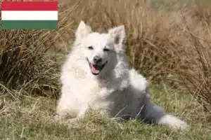 Přečtete si více ze článku Chovatelé mudi a štěňata v Maďarsku