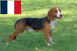Přečtete si více ze článku Chovatelé německých brakýřů a štěňat ve Francii
