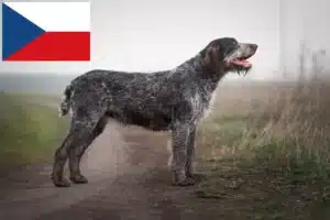 Přečtete si více ze článku Chovatelé německých drátosrstých ohařů a štěňat v České republice
