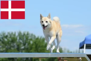 Přečtete si více ze článku Chovatelé norských buhundů a štěňat v Dánsku