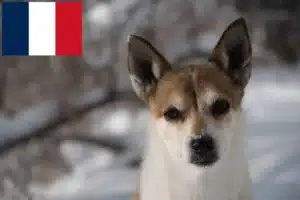 Přečtete si více ze článku Chovatelé norských lundehundů a štěňata ve Francii