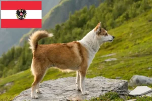 Přečtete si více ze článku Chovatelé norských lundehundů a štěňat v Rakousku