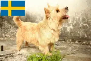 Přečtete si více ze článku Chovatelé norwich teriérů a štěňat ve Švédsku