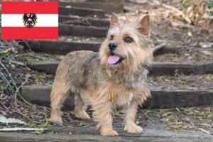Přečtete si více ze článku Chovatelé norwich teriérů a štěňat v Rakousku