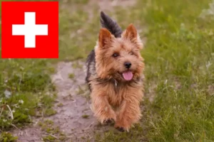 Přečtete si více ze článku Chovatelé norwich teriérů a štěňat ve Švýcarsku
