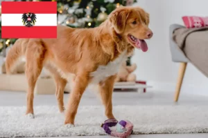 Přečtete si více ze článku Nova Scotia Duck Tolling Retriever chovatelé a štěňata v Rakousku