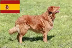 Přečtete si více ze článku Nova Scotia Duck Tolling Retriever chovatelé a štěňata v Španělsko
