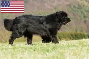 Přečtete si více ze článku Chovatelé novofundlanďanů a štěňat v USA