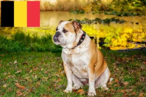 Přečtete si více ze článku Chovatelé a štěňata staroanglických buldoků v Belgii