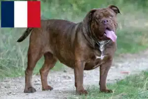 Přečtete si více ze článku Chovatelé a štěňata staroanglických buldoků ve Francii