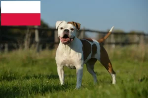 Přečtete si více ze článku Chovatelé a štěňata staroanglických buldoků v Polsku