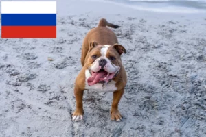 Přečtete si více ze článku Chovatelé a štěňata staroanglických buldoků v Rusku