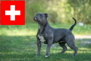 Přečtete si více ze článku Chovatelé a štěňata staroanglických buldoků ve Švýcarsku