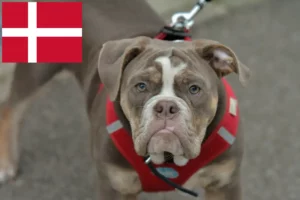 Přečtete si více ze článku Chovatelé a štěňata staroanglických buldoků v Dánsku