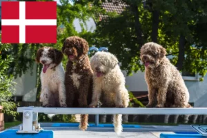 Přečtete si více ze článku Chovatelé a štěňata Perro de Agua Español v Dánsku