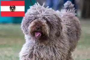 Přečtete si více ze článku Chovatelé a štěňata Perro de Agua Español v Rakousku