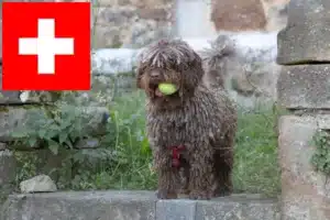 Přečtete si více ze článku Chovatelé a štěňata Perro de Agua Español ve Švýcarsku