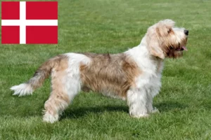 Přečtete si více ze článku Petit Basset Griffon Vendéen chovatelé a štěňata v Dánsku