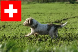 Přečtete si více ze článku Petit Basset Griffon Vendéen chovatelé a štěňata ve Švýcarsku