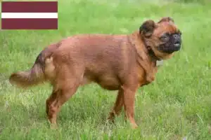 Přečtete si více ze článku Chovatelé a štěňata Petit Brabançon v Lotyšsku
