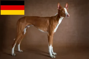Přečtete si více ze článku Chovatelé a štěňata Podenco v Německu