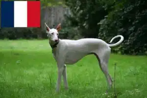 Přečtete si více ze článku Chovatelé a štěňata Podenco ve Francii