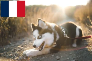 Přečtete si více ze článku Chovatelé a štěňata Pomsky ve Francii