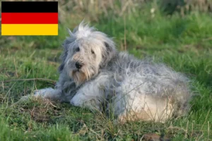 Přečtete si více ze článku Chovatelé PON a štěňata v Německu