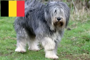 Přečtete si více ze článku Chovatelé PON a štěňata v Belgii