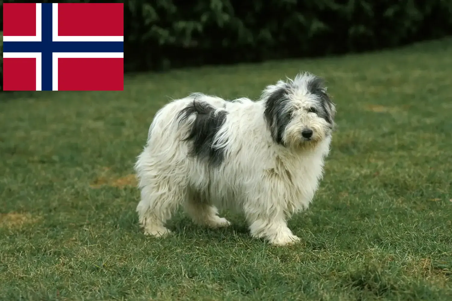 Štěňata PON a chovatelé Norsko Zde najdete chovatele PON v Norsku.