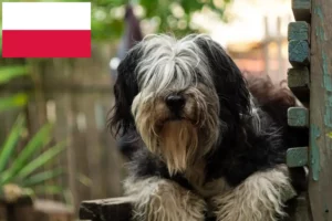 Přečtete si více ze článku Chovatelé PON a štěňata v Polsku