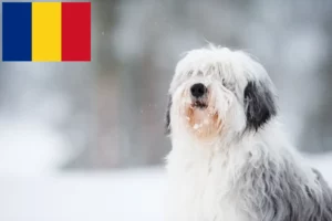 Přečtete si více ze článku Chovatelé PON a štěňata v Rumunsku
