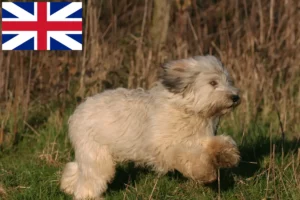 Přečtete si více ze článku Chovatelé PON a štěňata ve Velké Británii