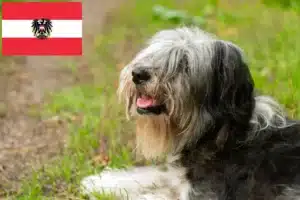 Přečtete si více ze článku Chovatelé PON a štěňata v Rakousku