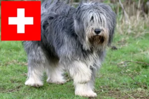 Přečtete si více ze článku Chovatelé PON a štěňata ve Švýcarsku