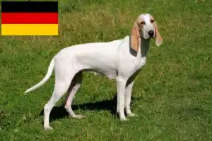 Přečtete si více ze článku Chovatelé porcelánu a štěňata v Německu