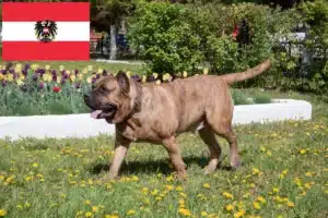 Přečtete si více ze článku Chovatelé Presa Canario a štěňata v Rakousku