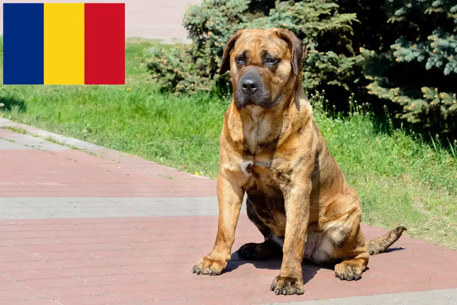 Presa Canario štěňata a chovatelé Rumunsko Zde najdete chovatele Presa Canarios v Rumunsku.