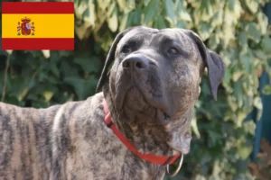 Přečtete si více ze článku Chovatelé Presa Canario a štěňata ve Španělsku