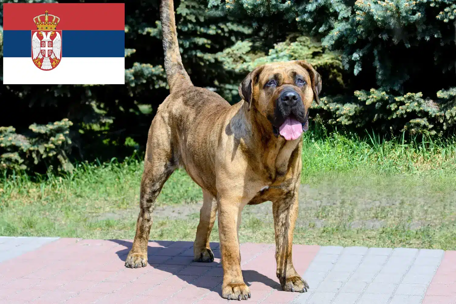 Přečtete si více ze článku Chovatelé Presa Canario a štěňata v Srbsku