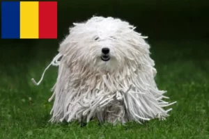 Přečtete si více ze článku Chovatelé a štěňata Puli v Rumunsku