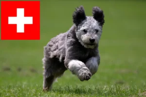 Přečtete si více ze článku Chovatelé pumi a štěňata ve Švýcarsku