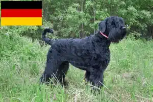 Přečtete si více ze článku Chovatelé ruských černých teriérů a štěňata v Německu