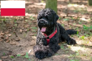 Přečtete si více ze článku Chovatelé ruských černých teriérů a štěňat v Polsku