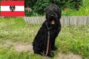 Přečtete si více ze článku Chovatelé ruských černých teriérů a štěňat v Rakousku