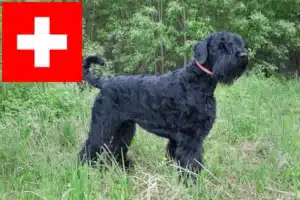Přečtete si více ze článku Chovatelé ruských černých teriérů a štěňat ve Švýcarsku