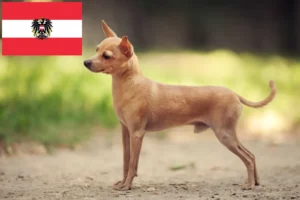 Přečtete si více ze článku Chovatelé a štěňata Russkiy Toy v Rakousku