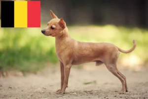 Přečtete si více ze článku Chovatelé a štěňata Russkiy Toy v Belgii